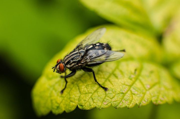 к чему снится муха