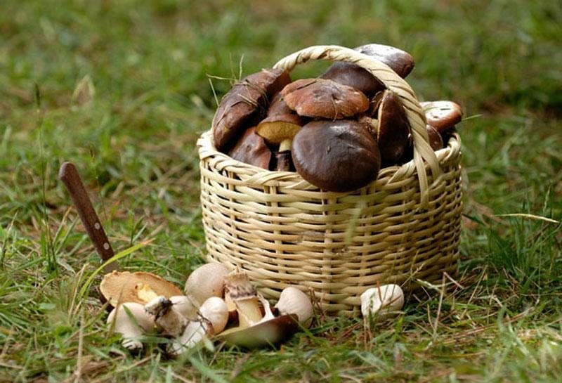 если сняться грибы