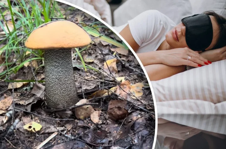 к чему снится гриб