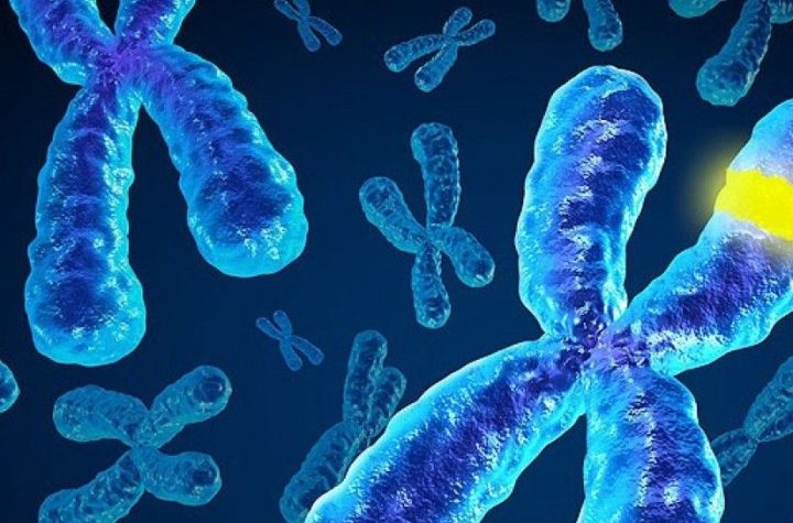 Во время хромосомных мутаций происходит