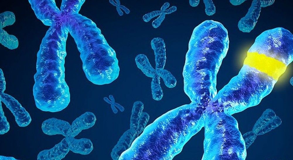 Під час хромосомних мутацій відбувається