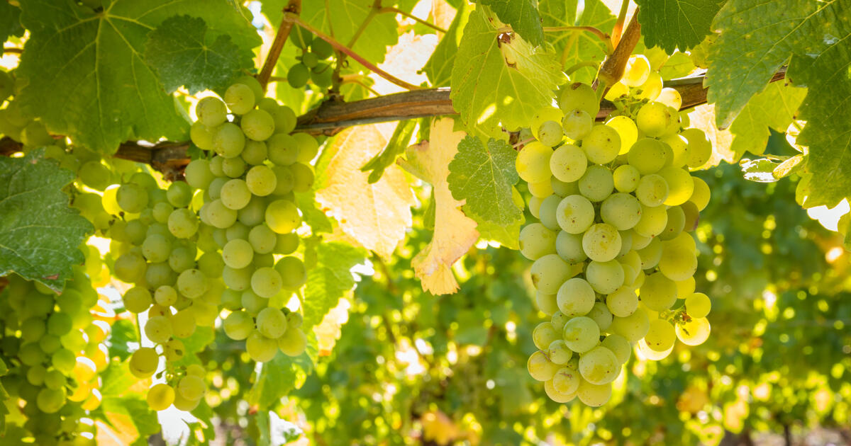 виноград во сне