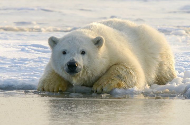 к чему снится медведь