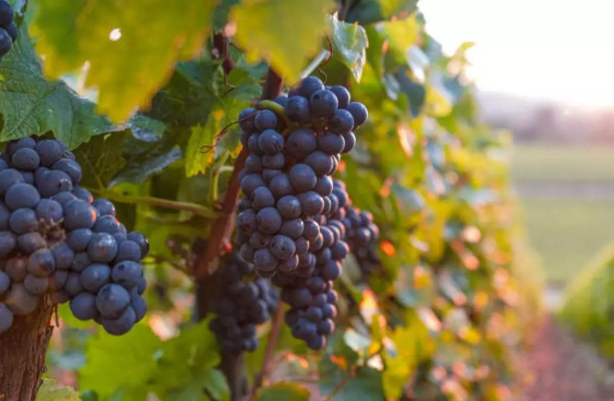 сон виноград