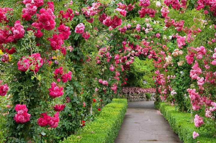 Плетистые розы непрерывного цветения